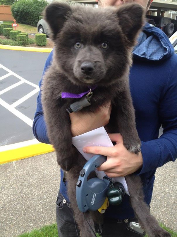 German Shepherd/Akita/Corgi Mix