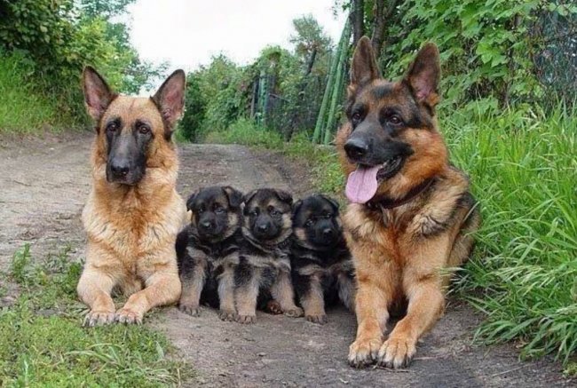 German Shepherd's Family