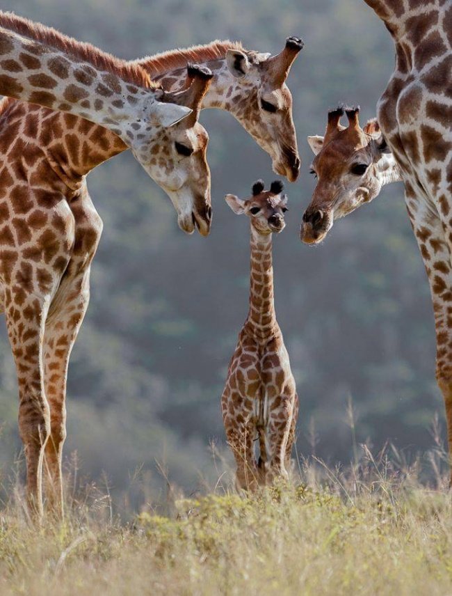 Giraffes Family Meeting