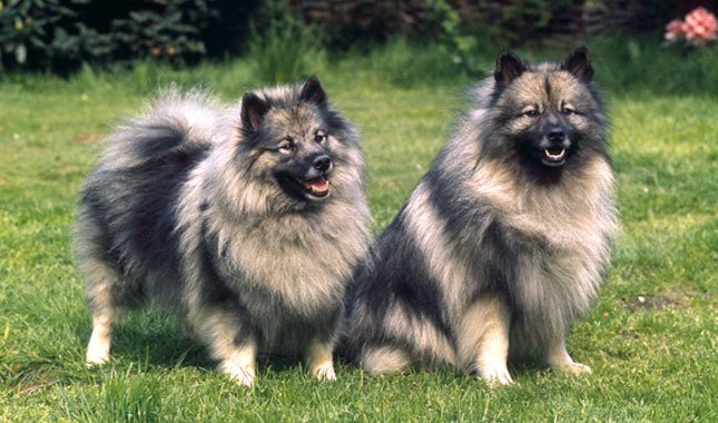 Keeshond