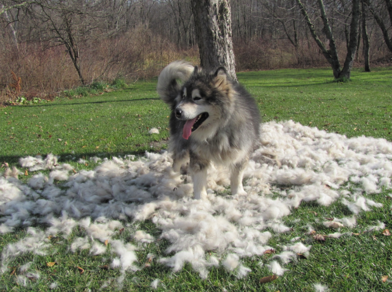 Alaskan Malamute Blowing Coat 