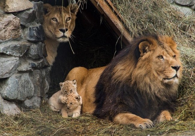 Lovely Family Lions.