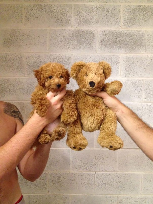 Poodle Puppy look alike teddy bear