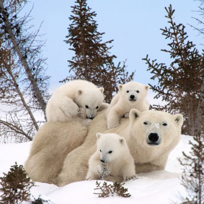 Precious Polar Bears Family 