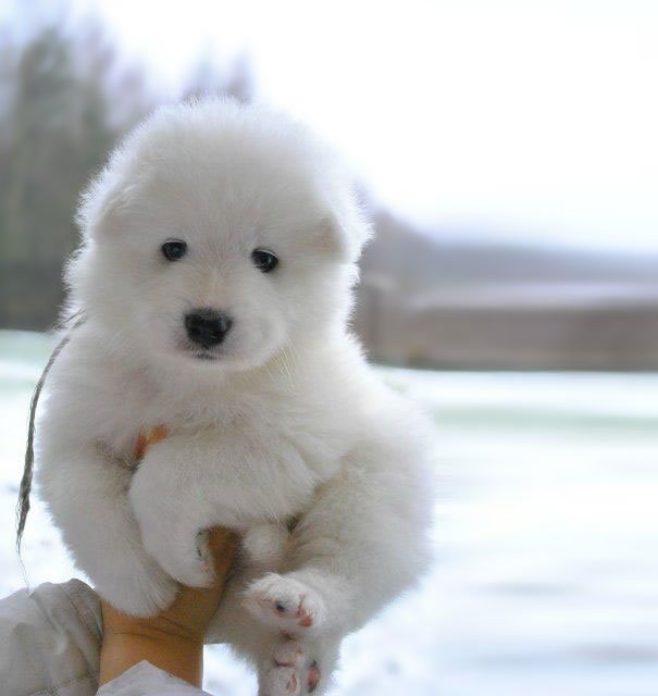 Samoyed Puppy