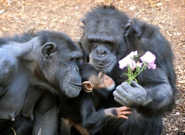 Three members of a Gorilla Family