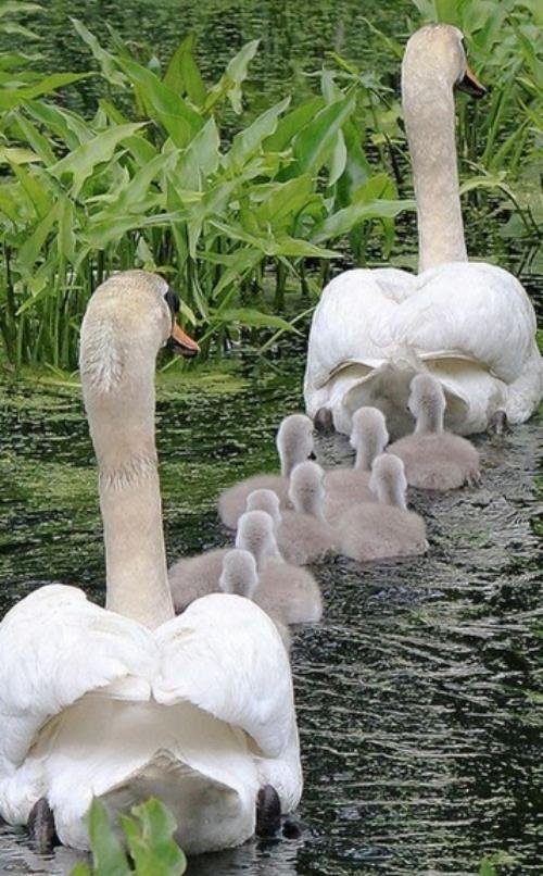 animal families swans