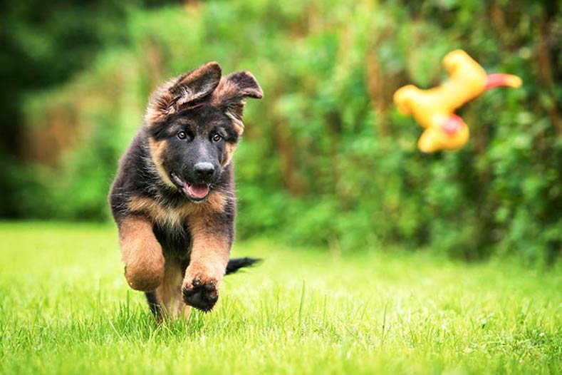 dog Playing Fetch