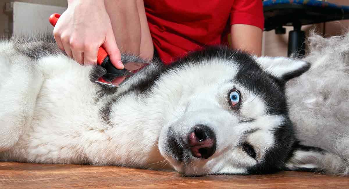 Brush Husky