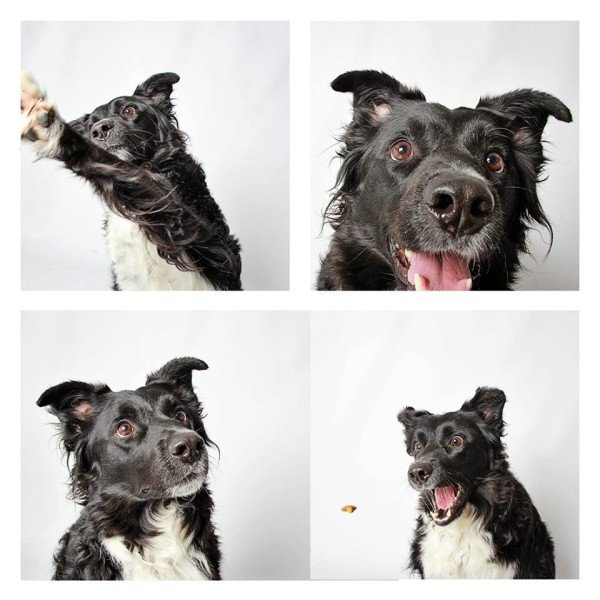 Rescue Dogs photo both 