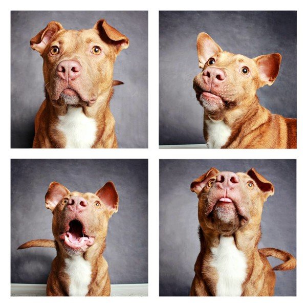Rescue Dogs Go Crazy