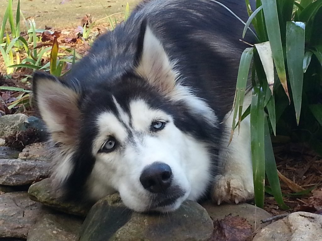 Huskies always refuse to leave their human’s side