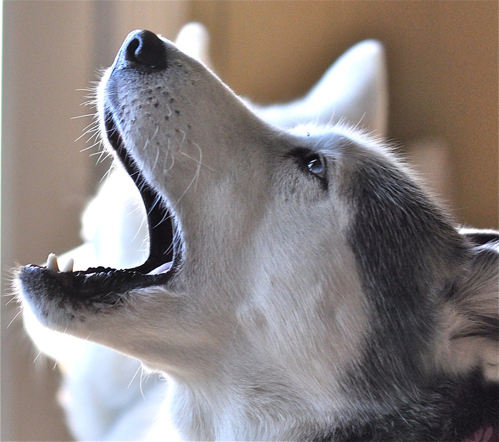 Husky Howling