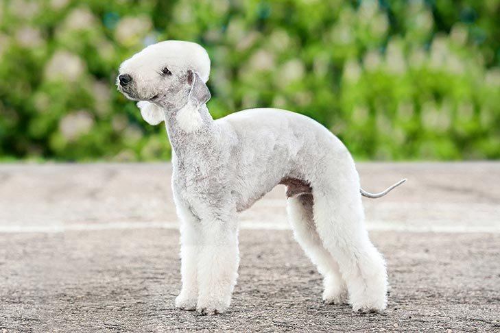 unique dog breeds - Bedlington Terrier