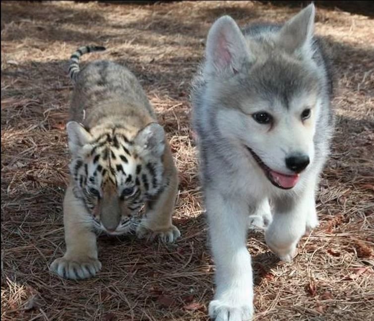 tiger and husky babies 