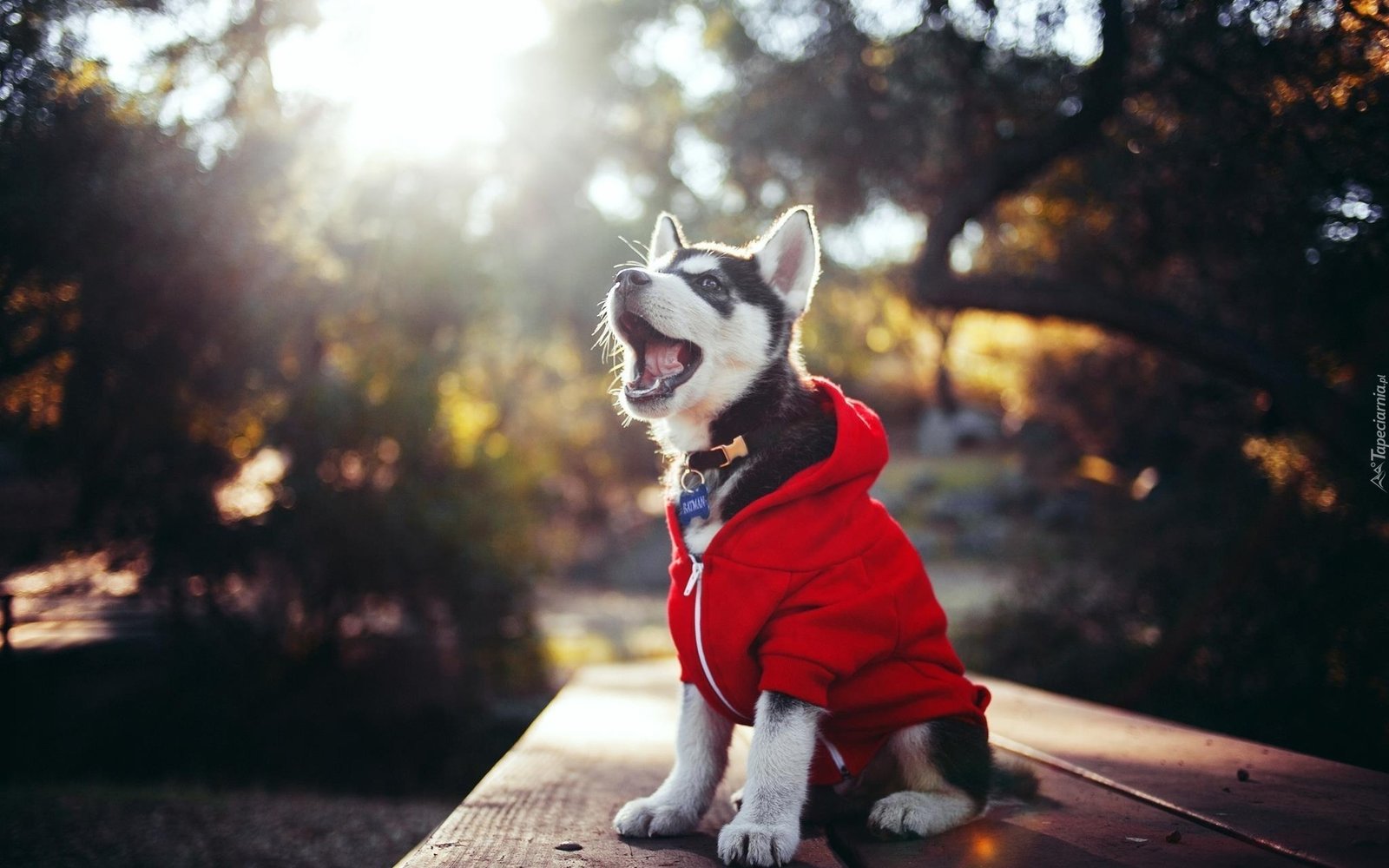 Husky babies cloths