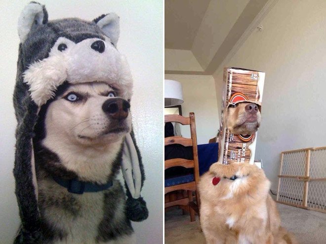 dog hats 