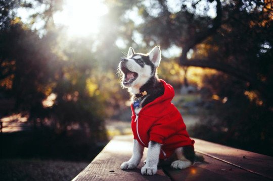 Huskies Are The Most Photogenic