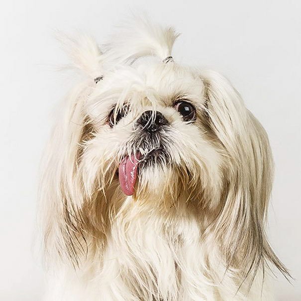 Most Adorable Dog Portraits