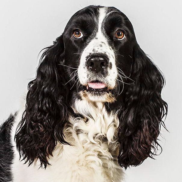 Most Adorable Dog Portraits