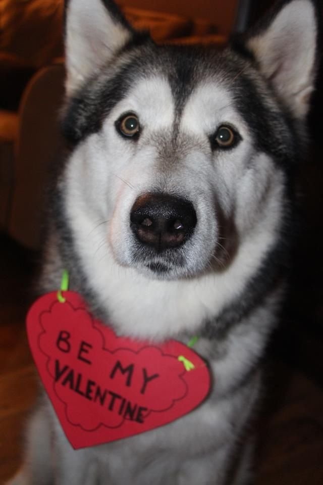 My Dog Is My Valentine