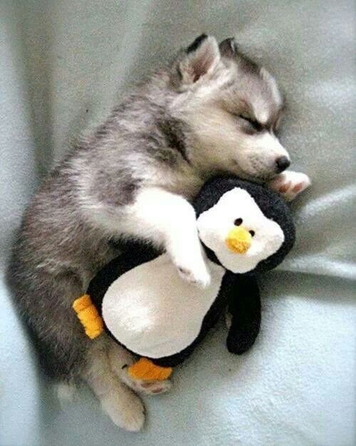 Husky baby taking a nap