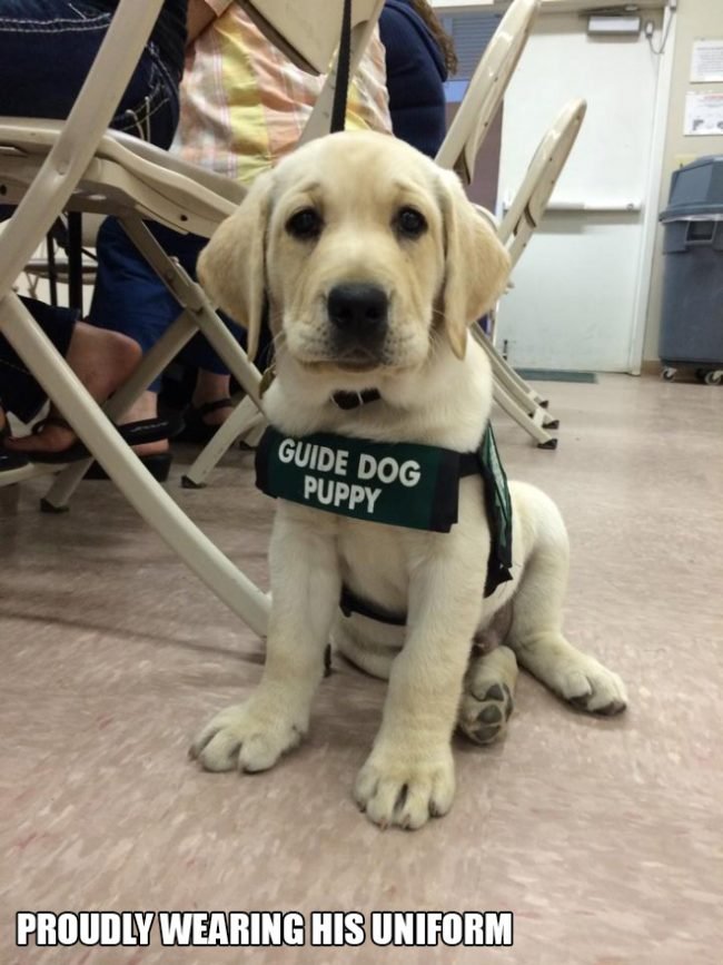 Puppies On Their First Day In A New Job