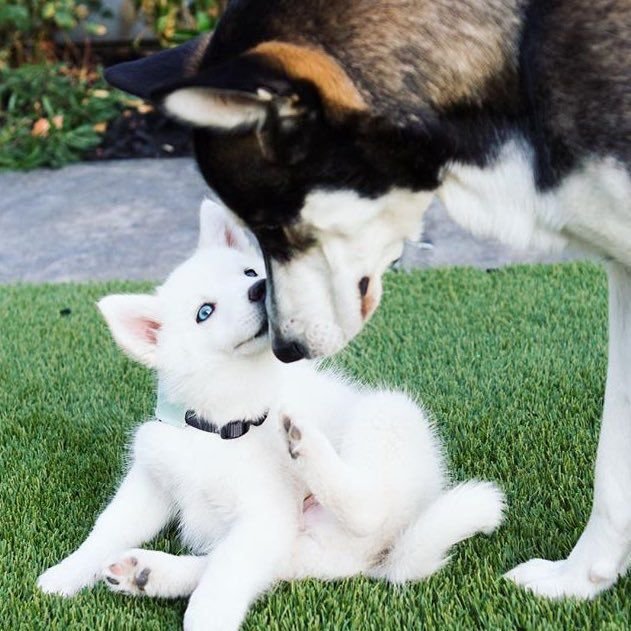 Adorable Huskies