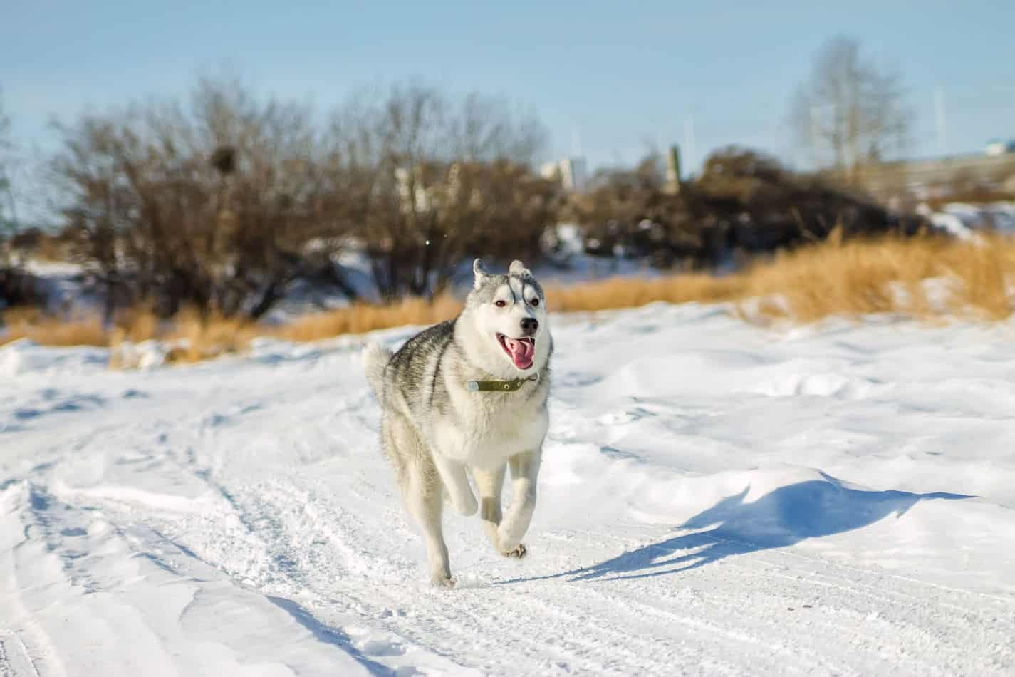 Welcome A Husky In Your Life 