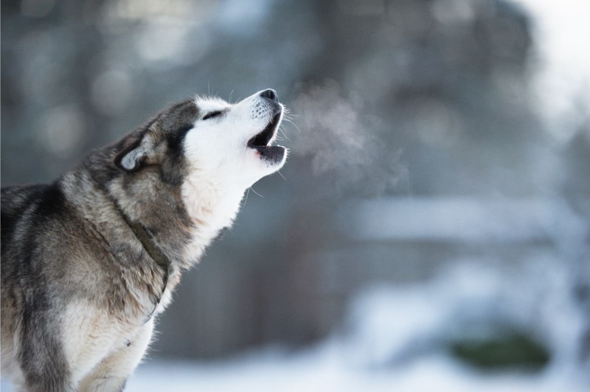 husky barking