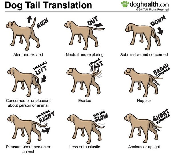 Why do dogs wag their tails when they see their owners