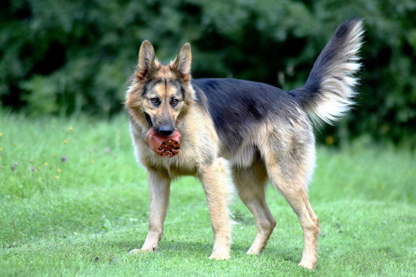 canine body language