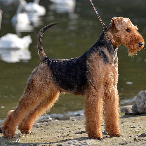 Airedale Terrier - medium sized dogs