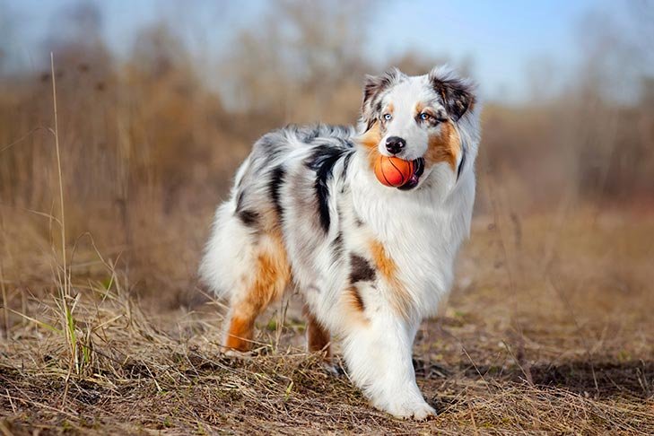 Australian Shepherd - [best medium sized dogs in the world]