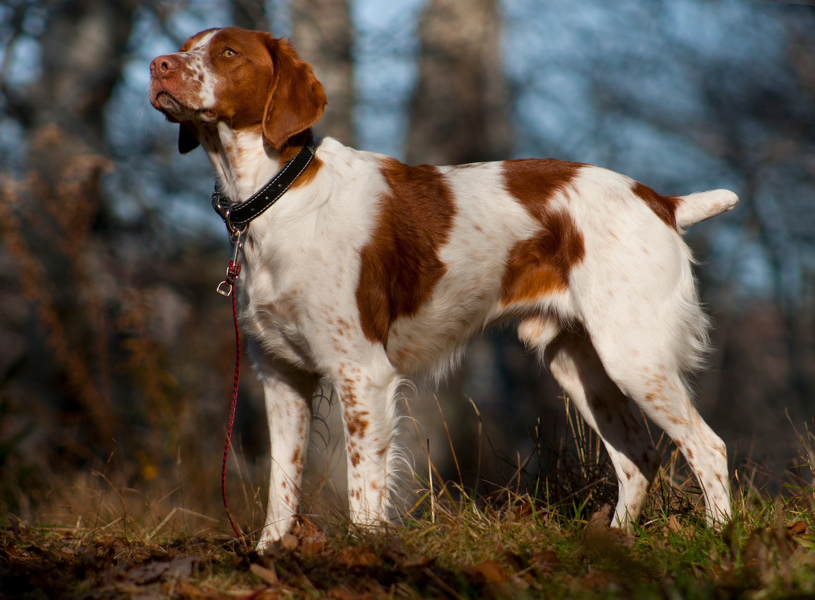 top ten medium sized dog breeds 