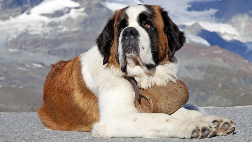 Saint Bernard