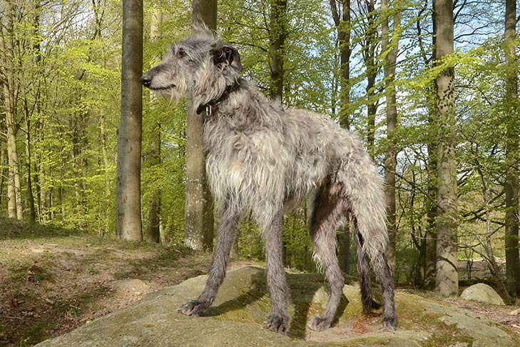 Scottish Deerhound