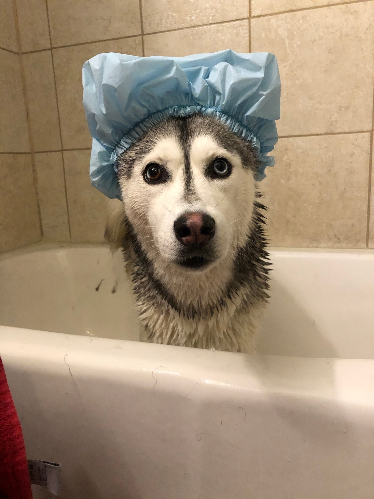 Dogs That Wish Bath Time Lasted All Day Long