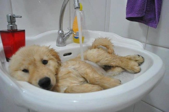 Dogs That Wish Bath Time Lasted All Day Long