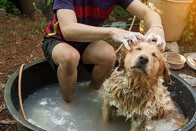 Dogs That Wish Bath Time Lasted All Day Long