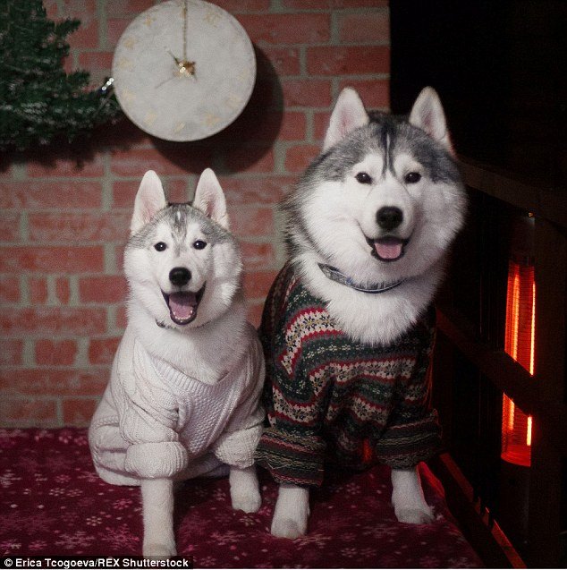 Russian photographer dresses Siberian Huskies