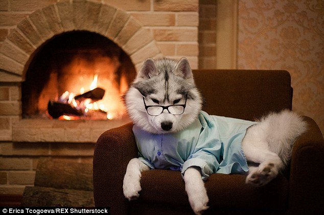 Russian photographer dresses Siberian Huskies