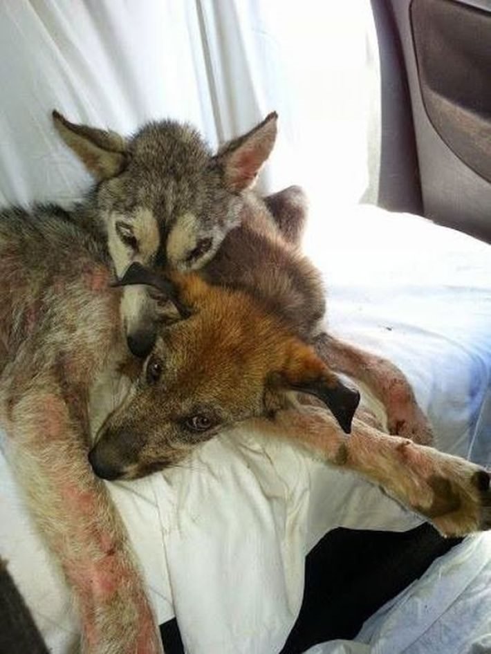 Abandoned Husky mother and her baby girl saved