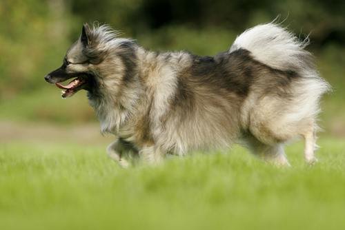 Dog Breeds That Bark The Most