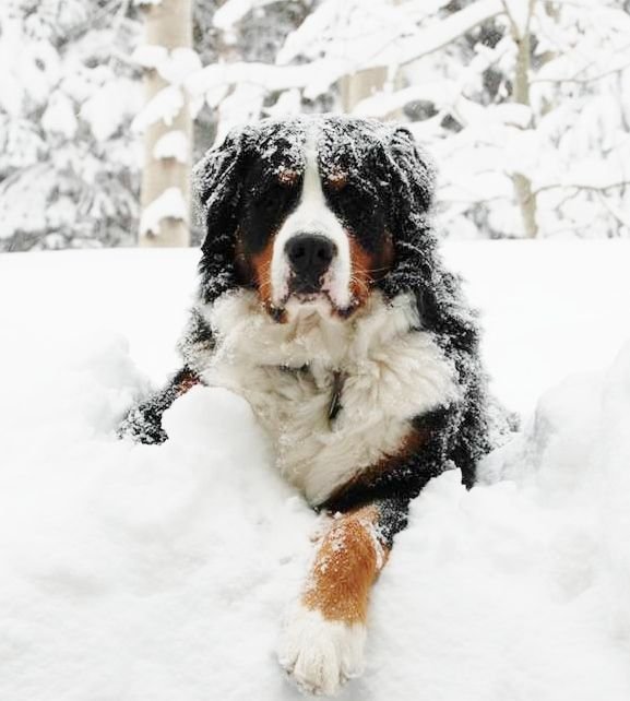 Dog Breeds That Love The Cold Weather