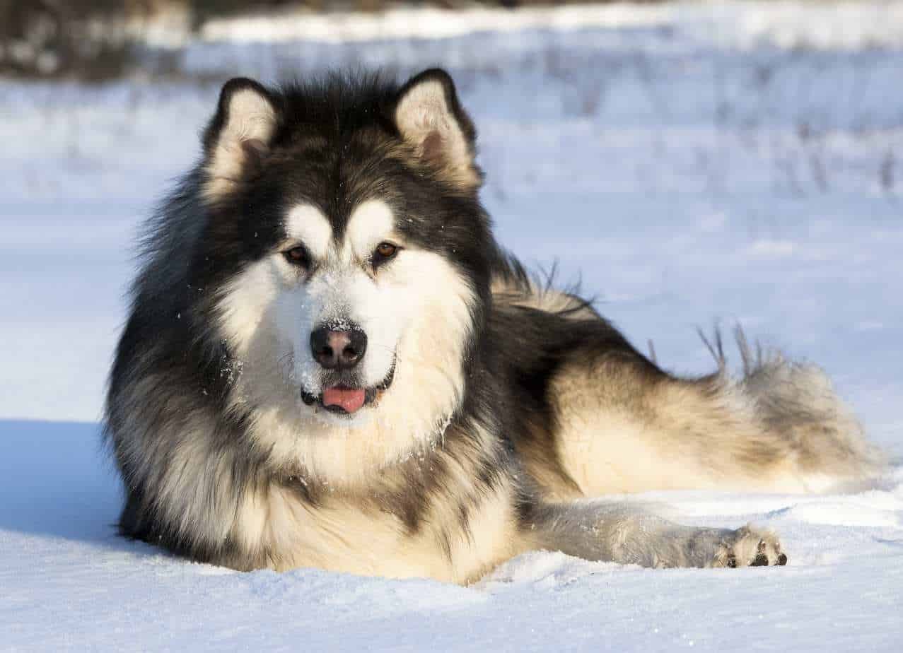 Dog Breeds That Love The Cold Weather