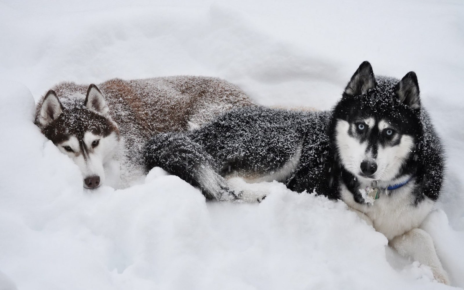 snow lover canine