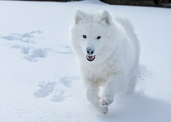 snow lover canine 