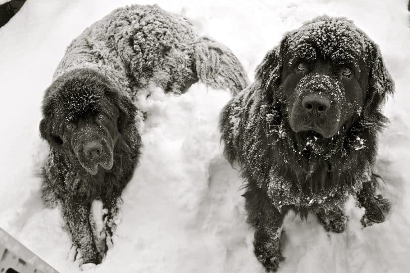 snow lover canine