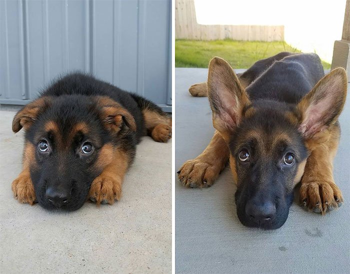 Dogs Realize That Growing Up Sucks